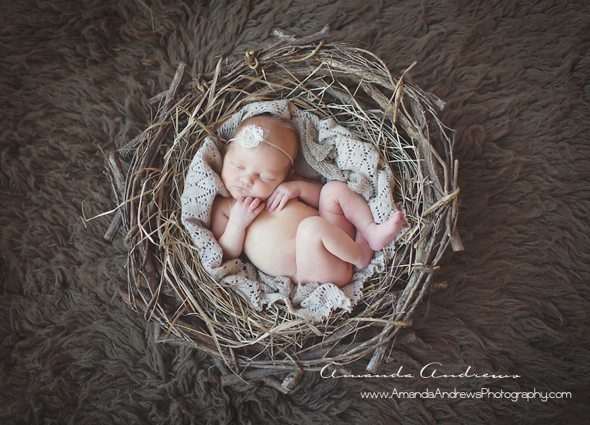 picture of baby in nest boise