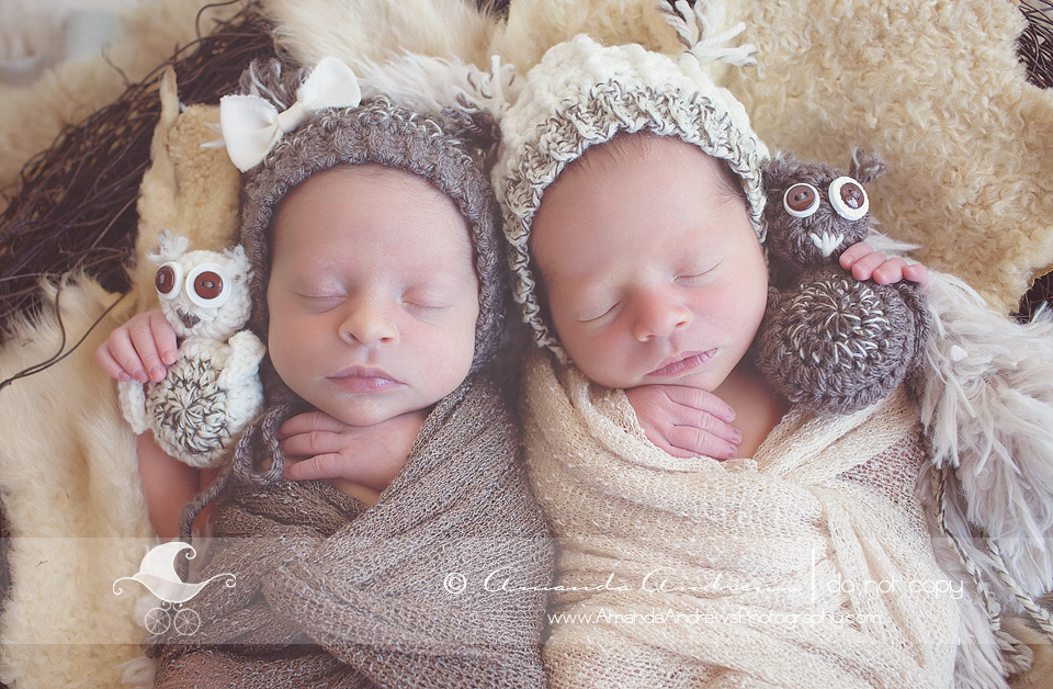 twin owl newborns